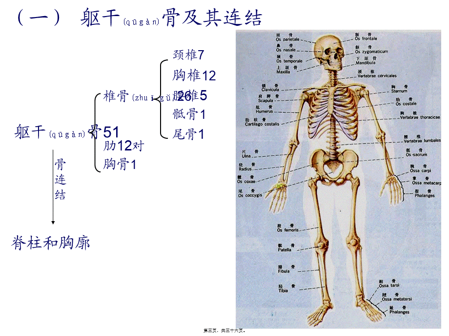 2022年医学专题—第2章-运动系统——4四肢骨及其连结(1).ppt_第3页