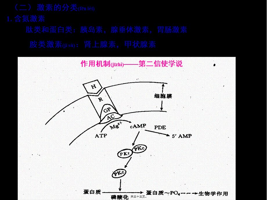 2022年医学专题—促甲状腺激素释放激素(1).ppt_第2页