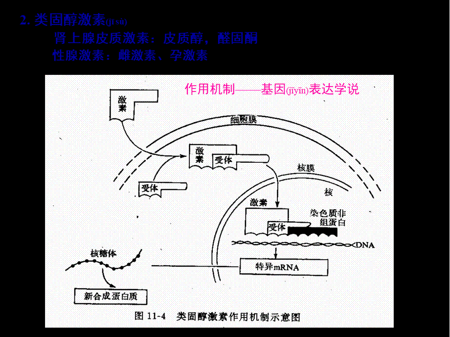 2022年医学专题—促甲状腺激素释放激素(1).ppt_第3页