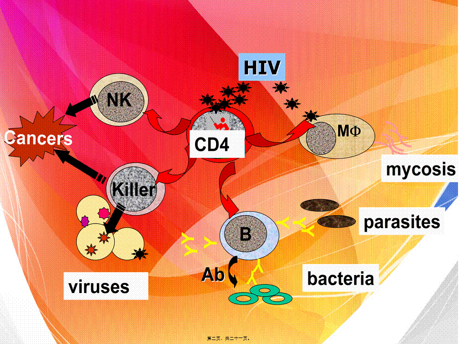 2022年医学专题—HIV的致病机制(1).ppt_第2页