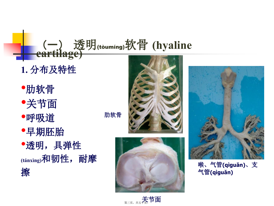 2022年医学专题—组织学：软骨和骨.ppt_第3页