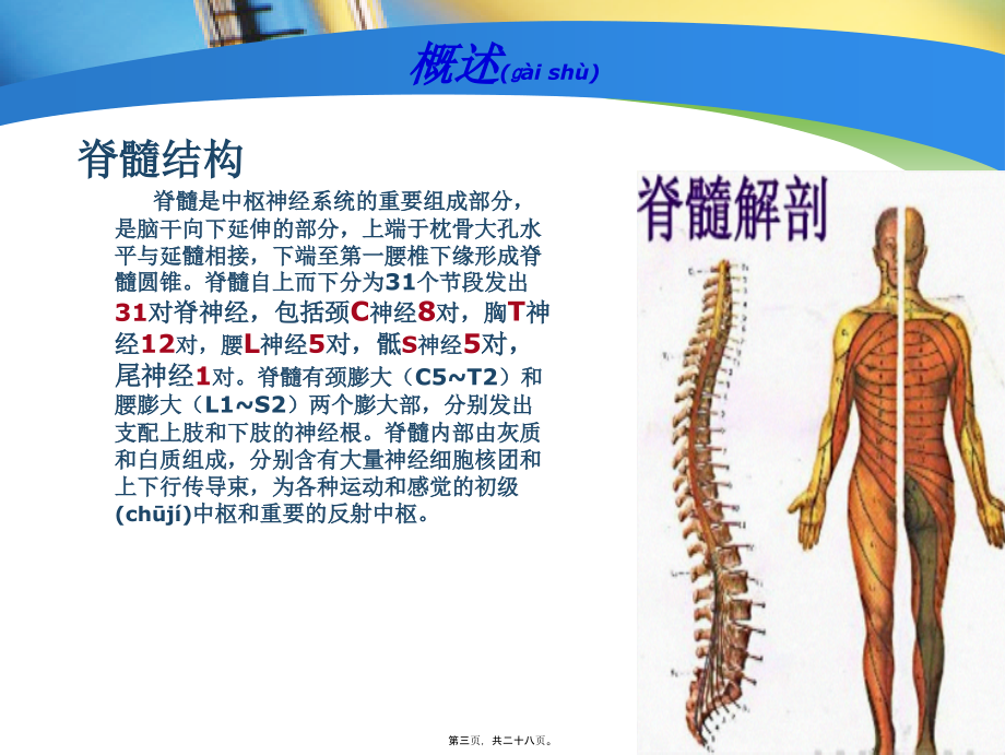 2022年医学专题—脊髓炎康复-(2).ppt_第3页