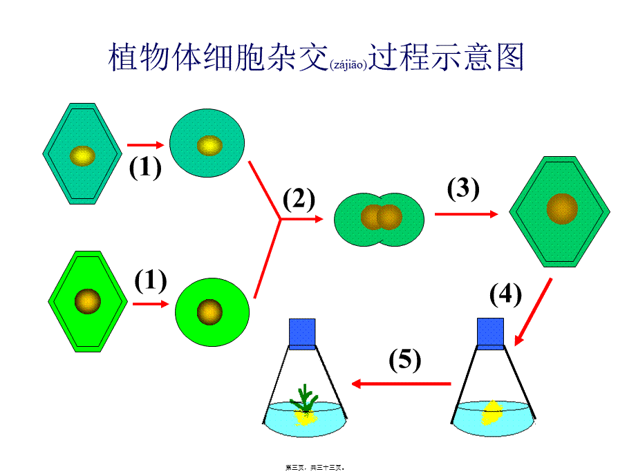 2022年医学专题—优质课动物细胞融合与单克隆抗体用(1).ppt_第3页