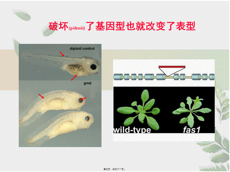 2022年医学专题—染色质免疫沉淀(1).ppt_第3页