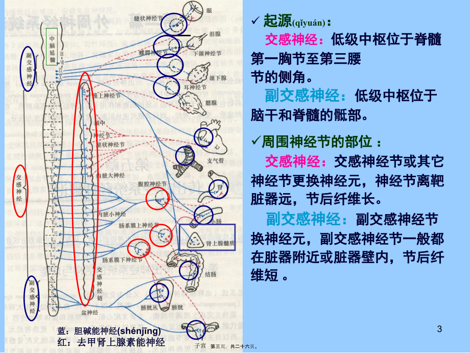 2022年医学专题—第05章-传出神经系统药理(1).ppt_第3页