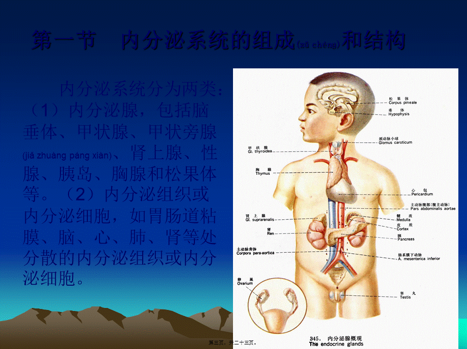 2022年医学专题—第11章-内分泌系统ppt(1).ppt_第3页