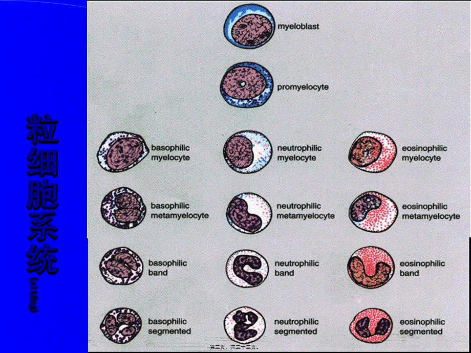 2022年医学专题—新正常粒细胞形态(1).ppt_第3页