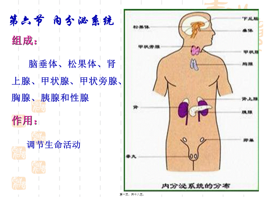 婴幼儿内分泌系统.pptx_第1页