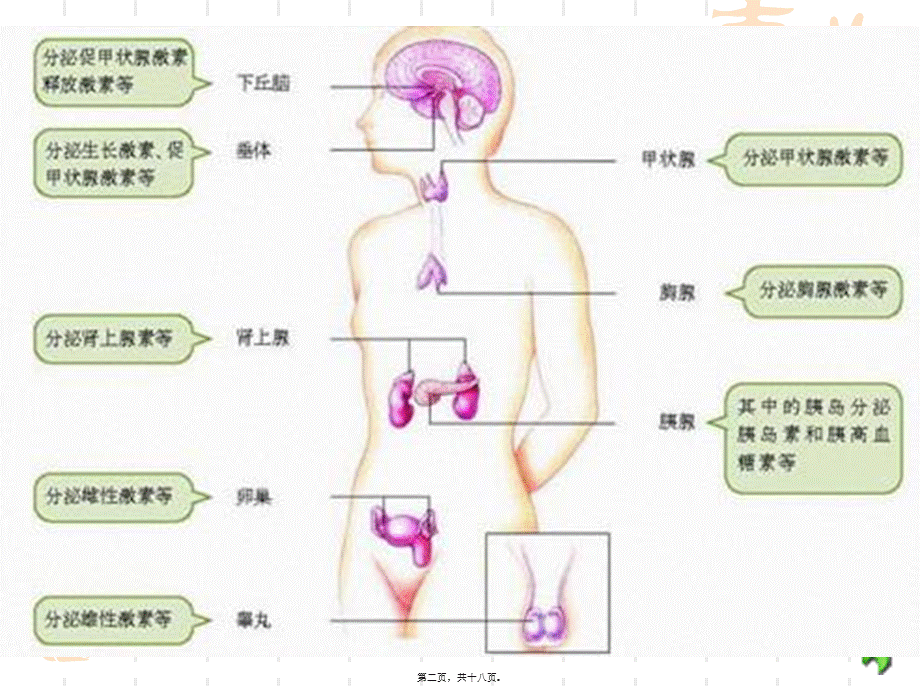 婴幼儿内分泌系统.pptx_第2页