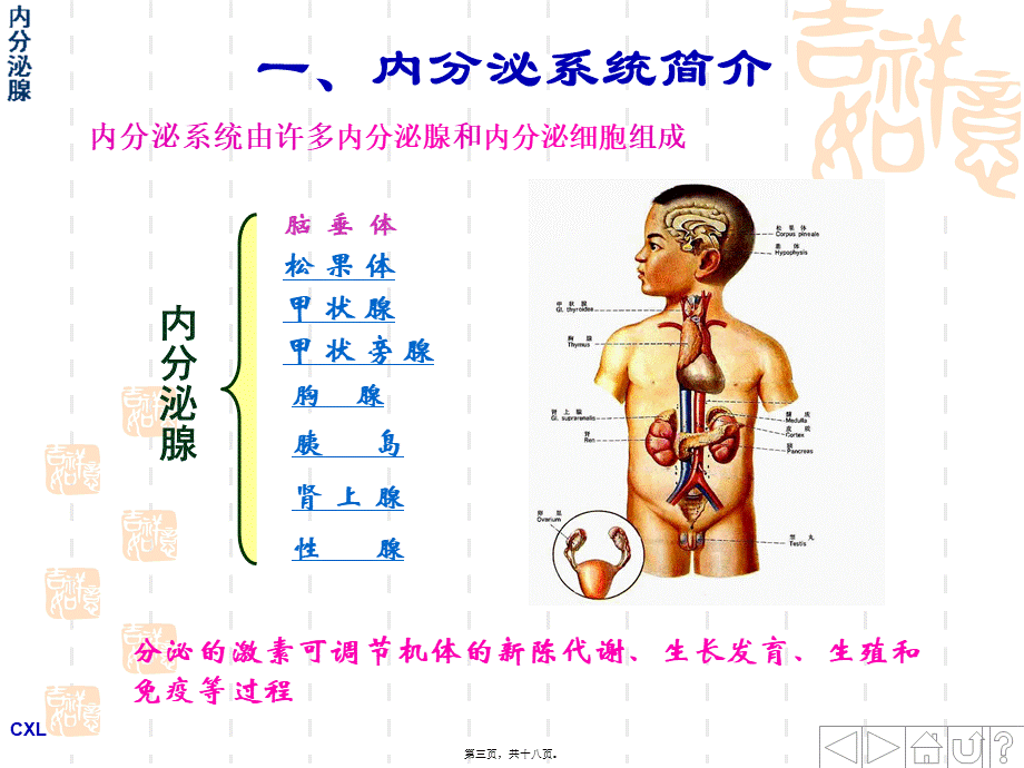 婴幼儿内分泌系统.pptx_第3页