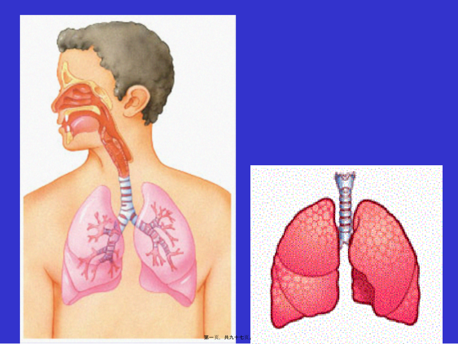 2022年医学专题—第六章-呼吸.ppt_第1页