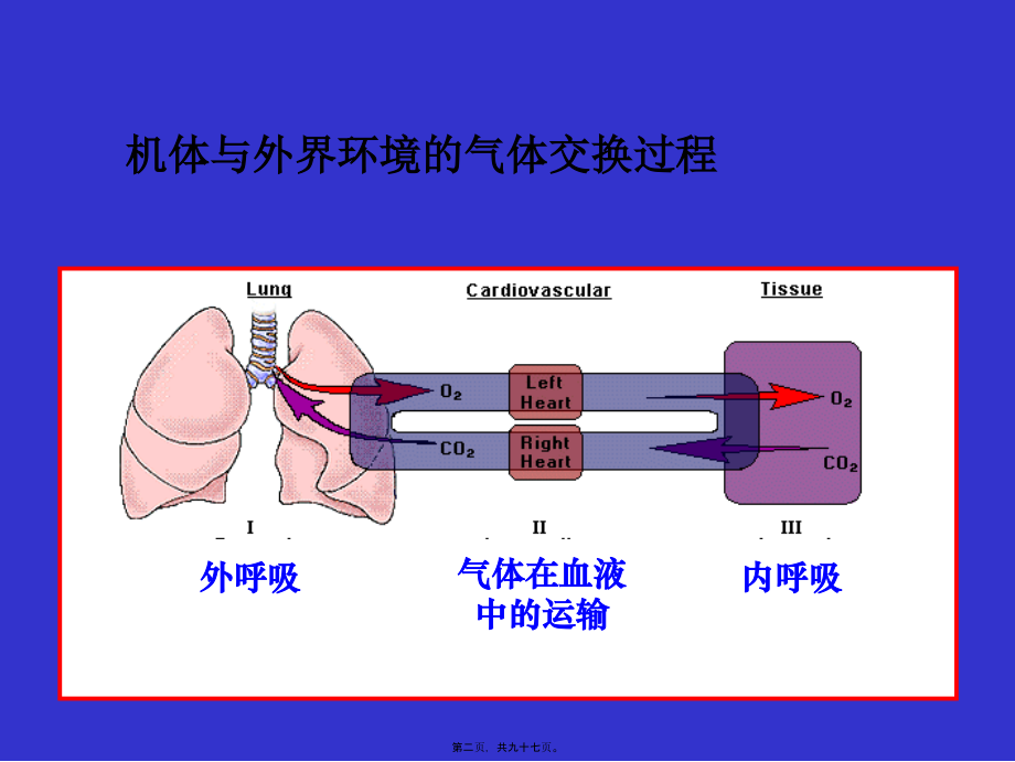 2022年医学专题—第六章-呼吸.ppt_第2页