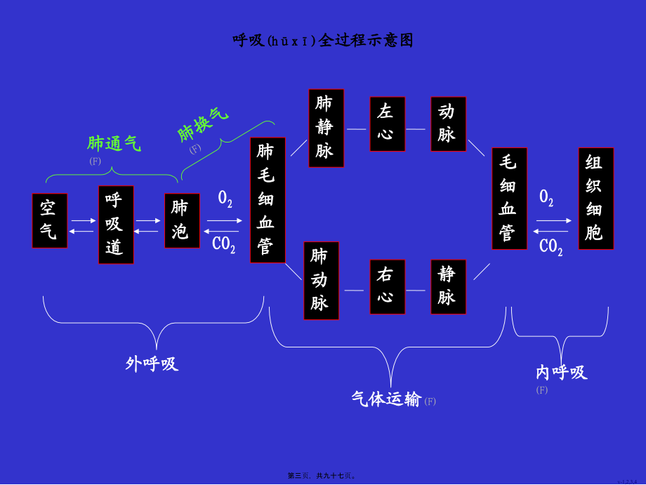 2022年医学专题—第六章-呼吸.ppt_第3页