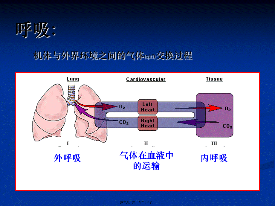 2022年医学专题—第9章-气体交换与呼吸(1).ppt_第3页