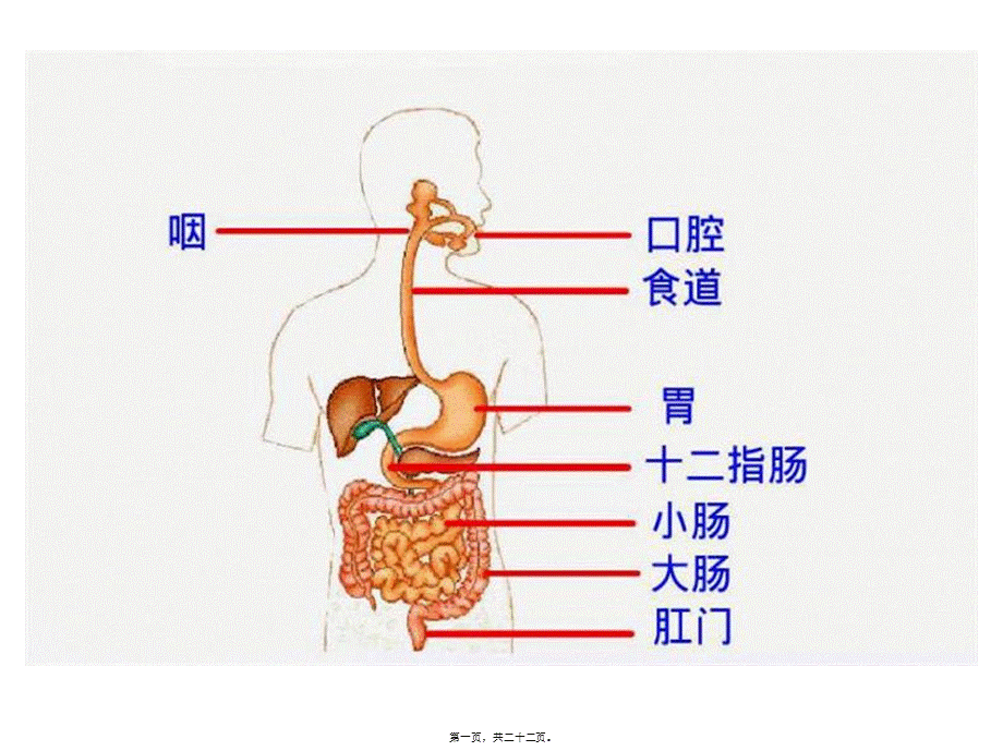 2022年医学专题—呼吸道(1).ppt_第1页