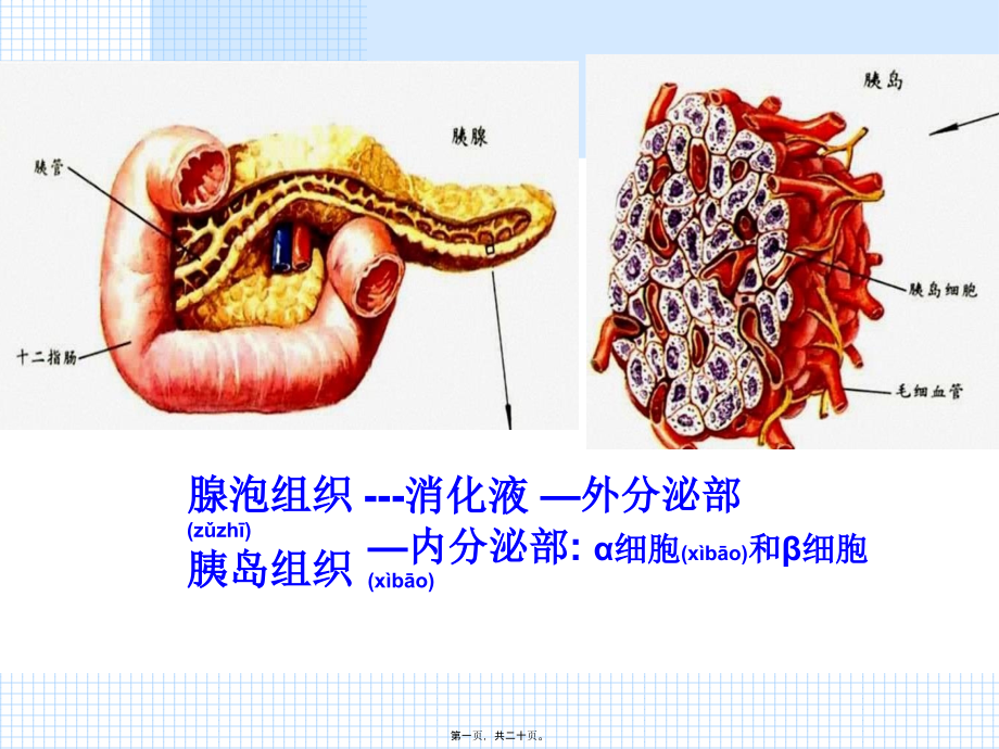 2022年医学专题—胰岛素和胰高血糖素.ppt_第1页