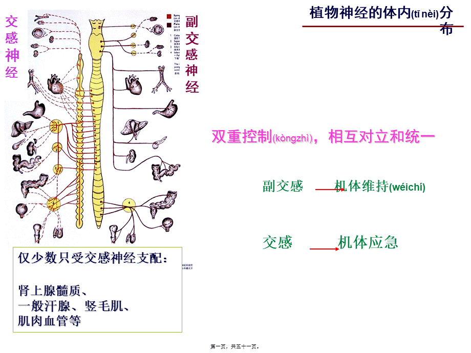 2022年医学专题—神经系统药理-3(传出)(1).ppt_第1页