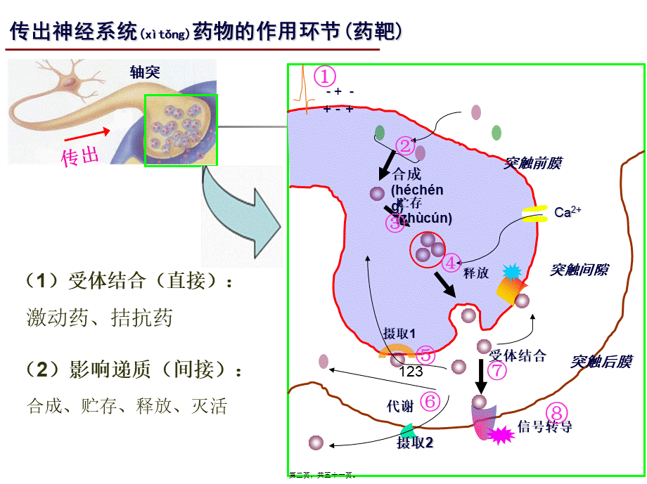 2022年医学专题—神经系统药理-3(传出)(1).ppt_第2页