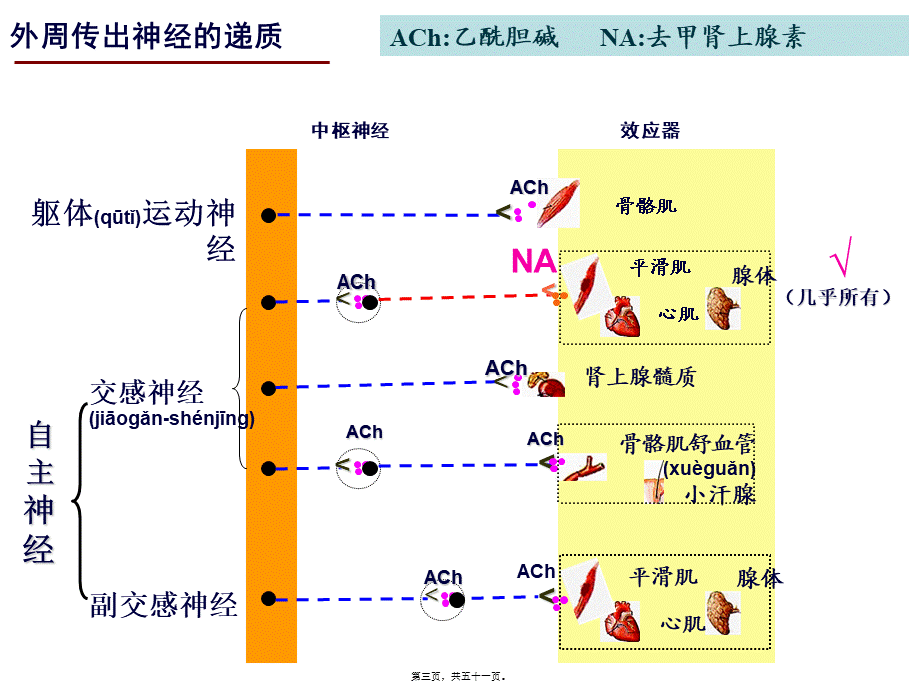 2022年医学专题—神经系统药理-3(传出)(1).ppt_第3页