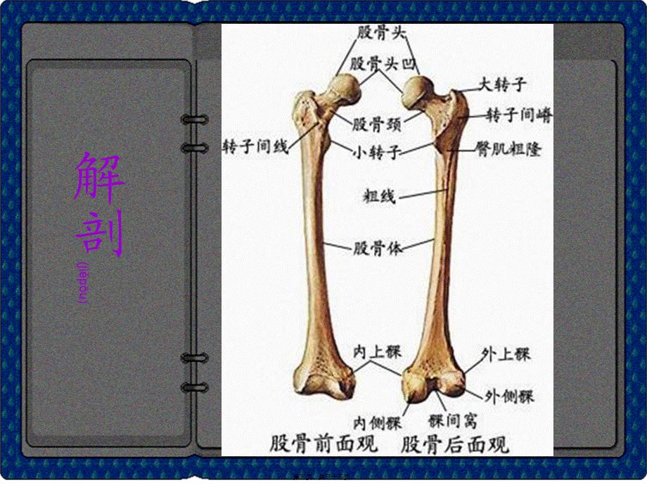 2022年医学专题—大腿损伤及功能康复(1).ppt_第3页