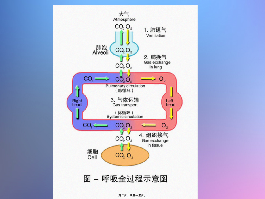 呼吸系统的结构与功能.pptx_第2页