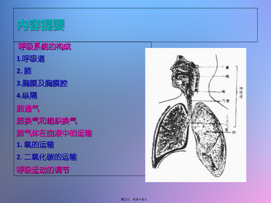 呼吸系统的结构与功能.pptx_第3页