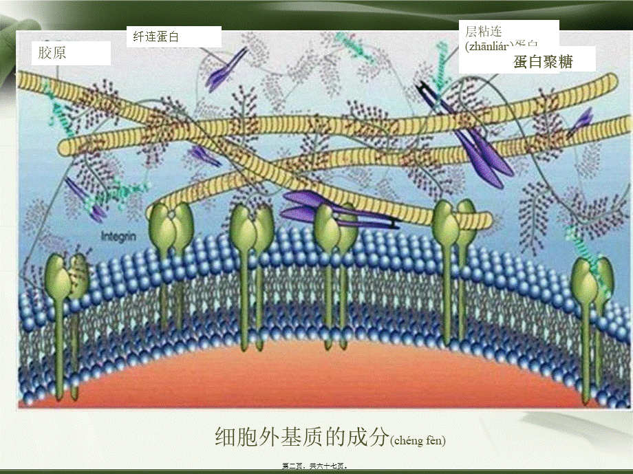 2022年医学专题—第5章-细胞外基质(1).ppt_第2页