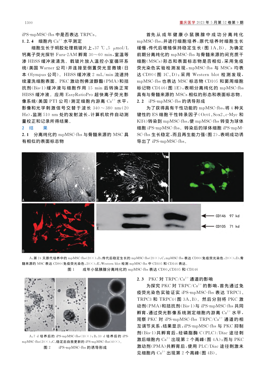 PKC通过调控TRPC_C...功能性胰岛β细胞的机制研究_郭鹏.pdf_第3页