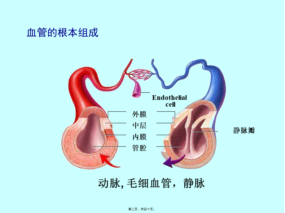 4.3.血管生理(08-09-24-25)(1).pptx_第2页