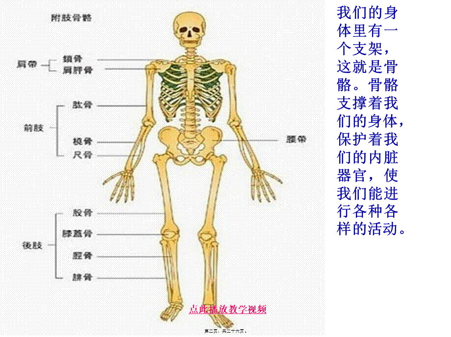 4.2《骨骼关节和肌肉》kejian(1).pptx_第2页