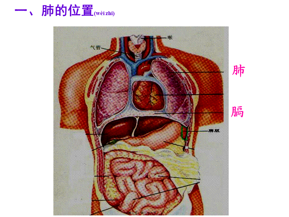 2022年医学专题—发生在肺里的气体交换动画(1).ppt_第2页