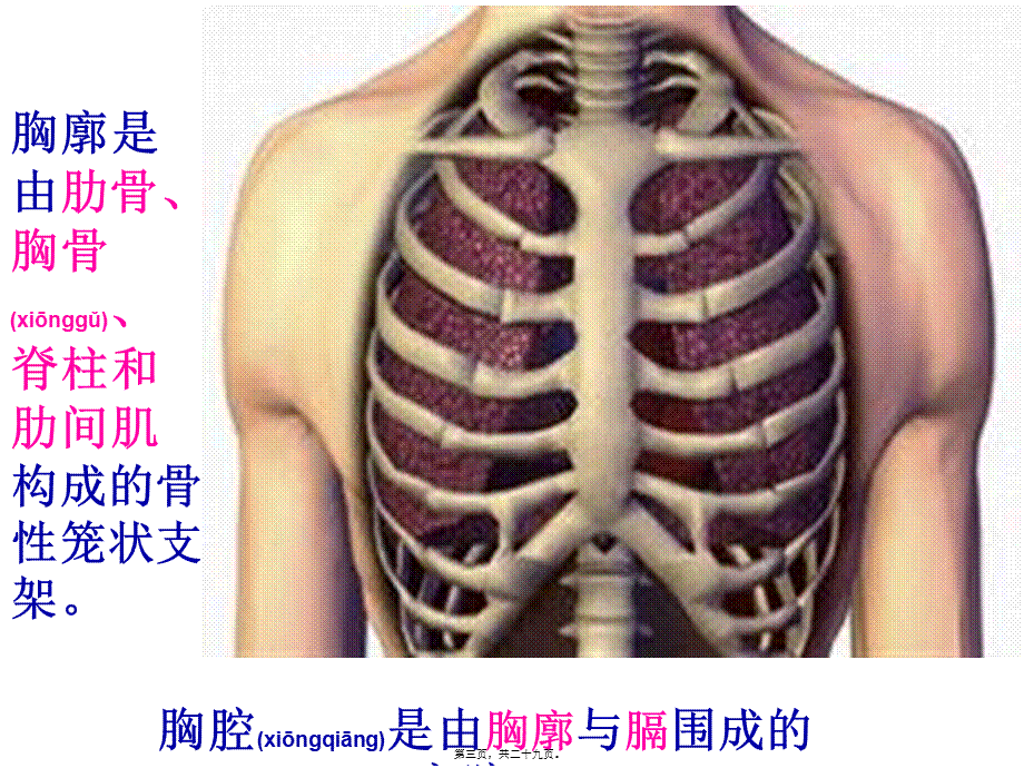 2022年医学专题—发生在肺里的气体交换动画(1).ppt_第3页