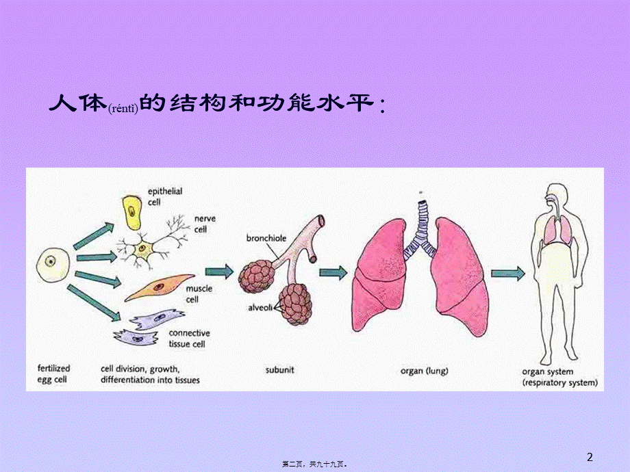 2022年医学专题—动物的细胞和组织(1).ppt_第2页