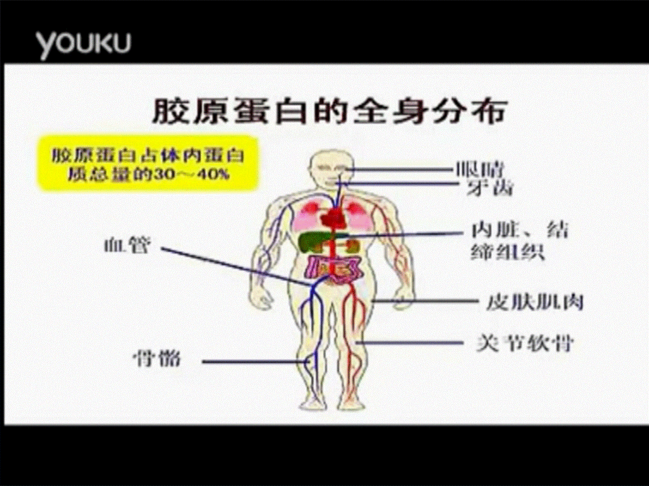 2022年医学专题—胶原蛋白(1).ppt_第3页