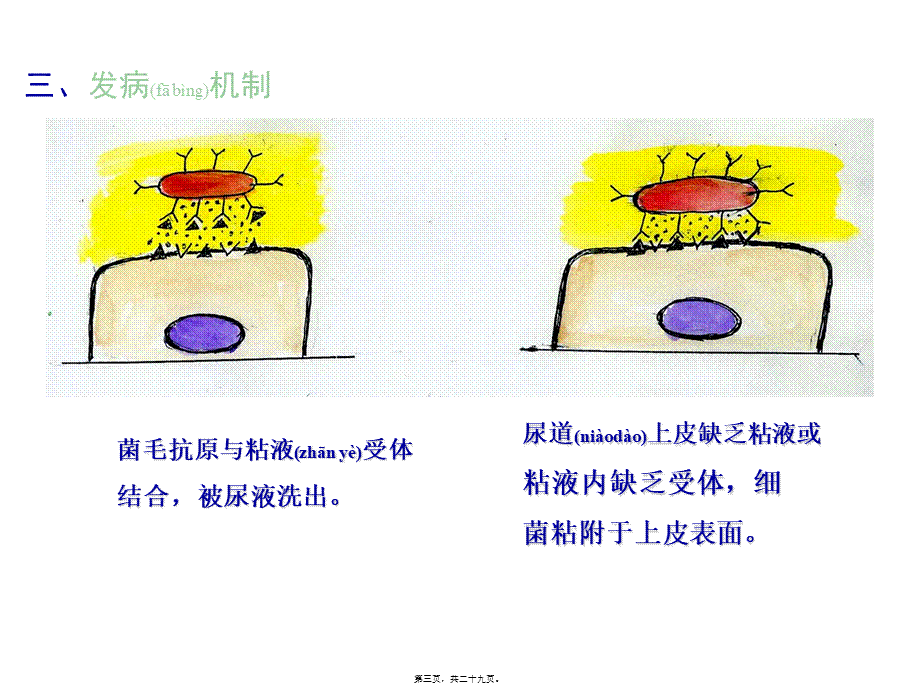 2022年医学专题—泌尿、男性生殖系统感染(1).ppt_第3页