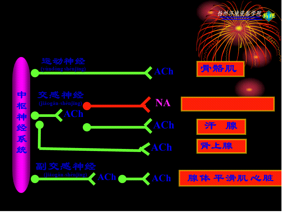 2022年医学专题—传出神经系统药理概论(1).pptx_第3页