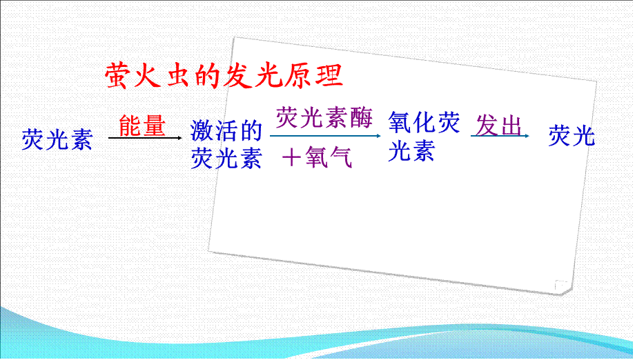 5.2细胞的能量通货—ATP(1).ppt_第3页