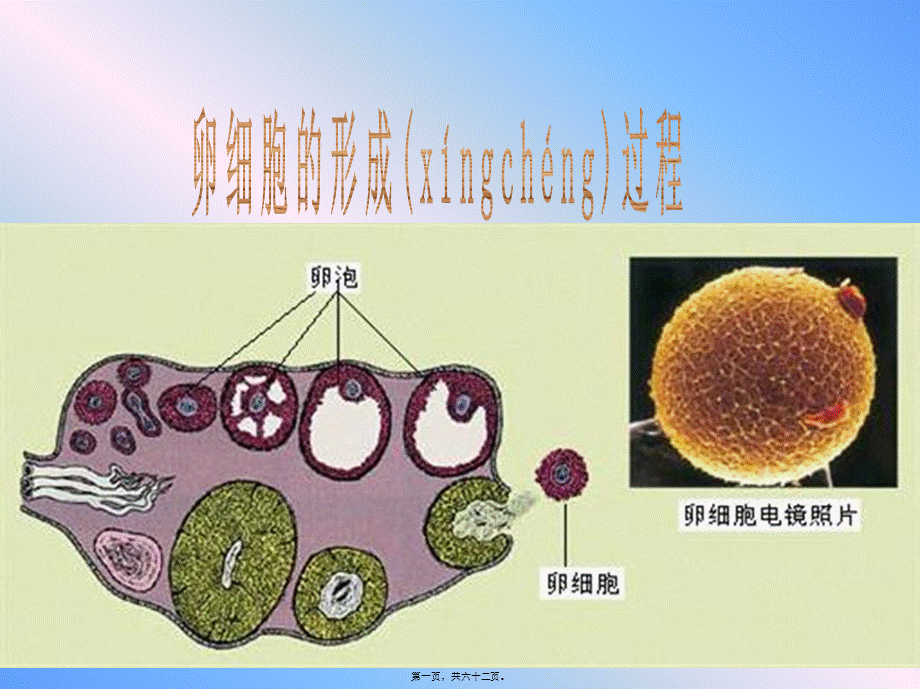 2022年医学专题—卵细胞的形成及受精作用(1).ppt_第1页