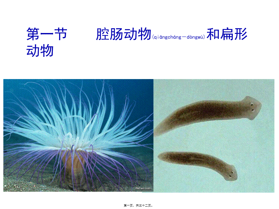 2022年医学专题—.1.1腔肠动物和扁形动物(31张PPT)(1)(1).ppt_第1页