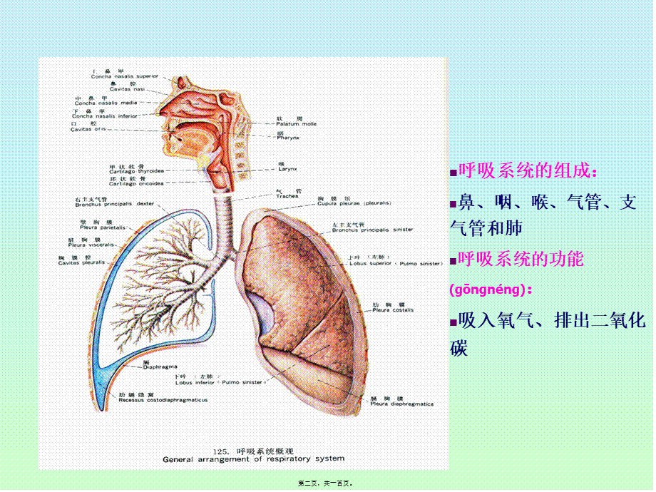 2022年医学专题—第16章-呼吸系统(new)(1).ppt_第2页