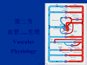 2022年医学专题—.2-血管生理(1).ppt