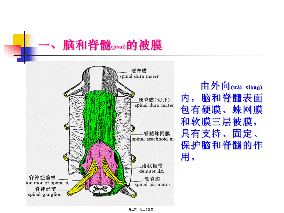 2022年医学专题—脑和脊髓的被膜、血管及脑脊液循环【1】(1).ppt_第2页