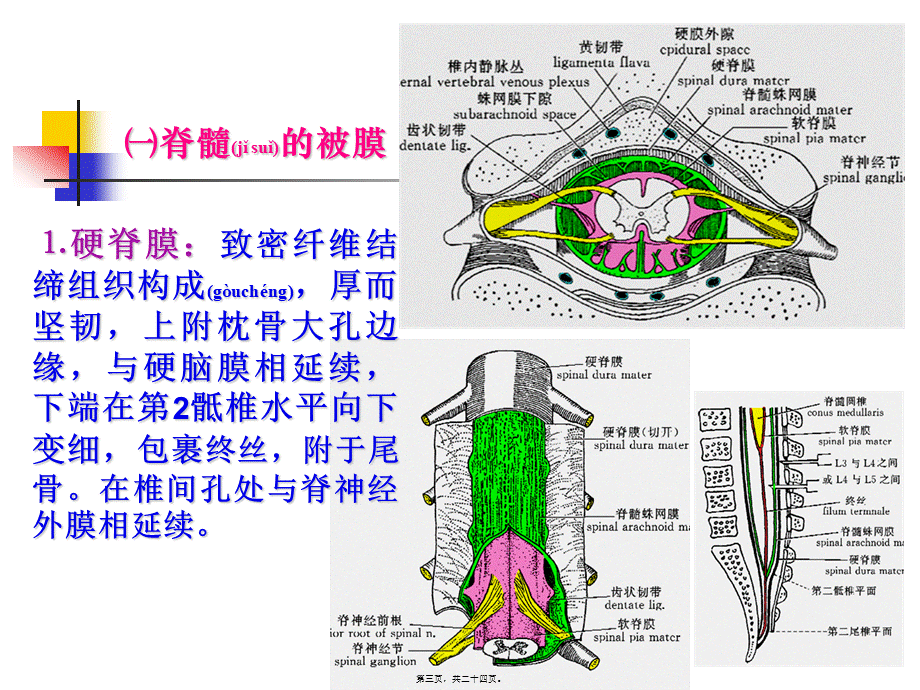 2022年医学专题—脑和脊髓的被膜、血管及脑脊液循环【1】(1).ppt_第3页