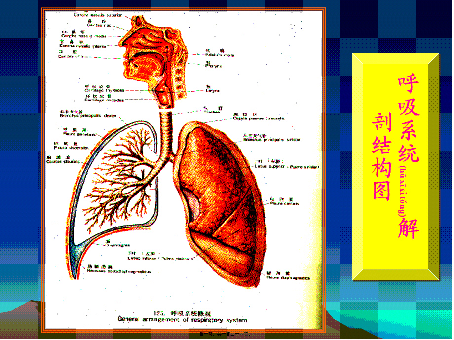 2022年医学专题—第六章呼吸(1).ppt_第1页