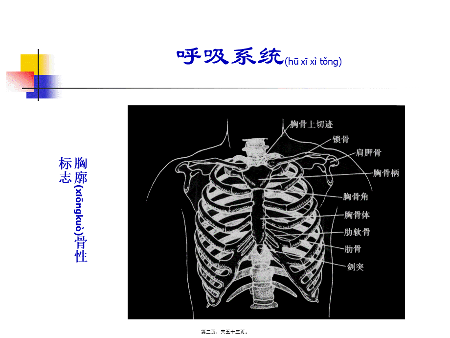 2022年医学专题—呼吸系统(精品)(1).ppt_第2页