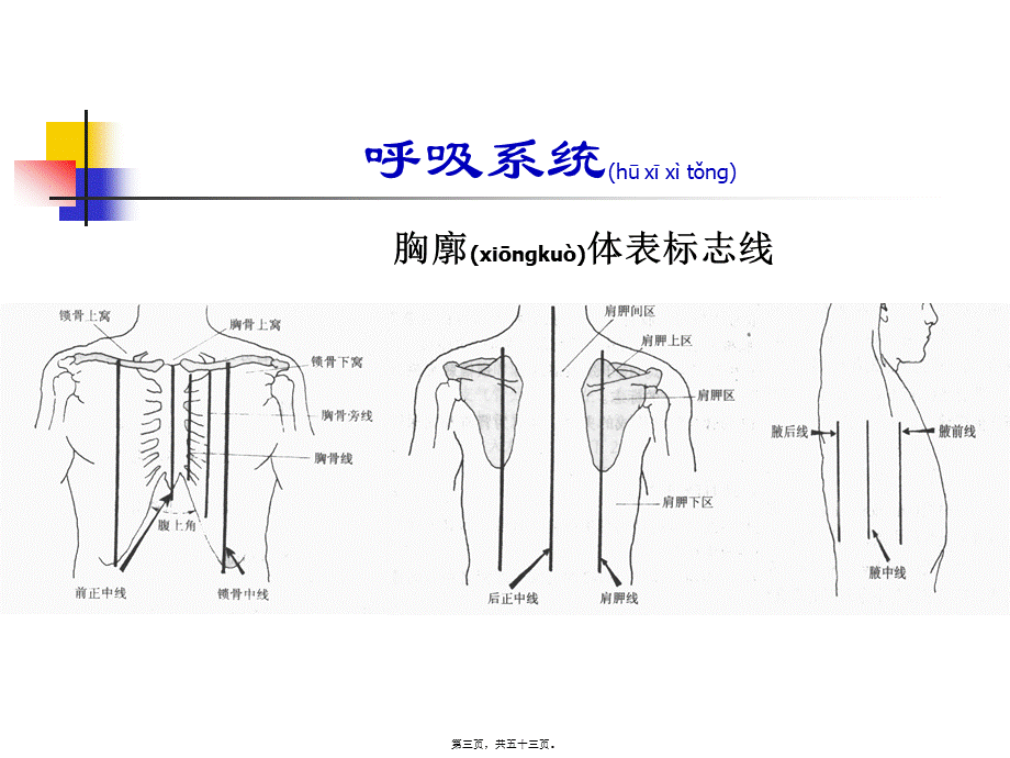 2022年医学专题—呼吸系统(精品)(1).ppt_第3页