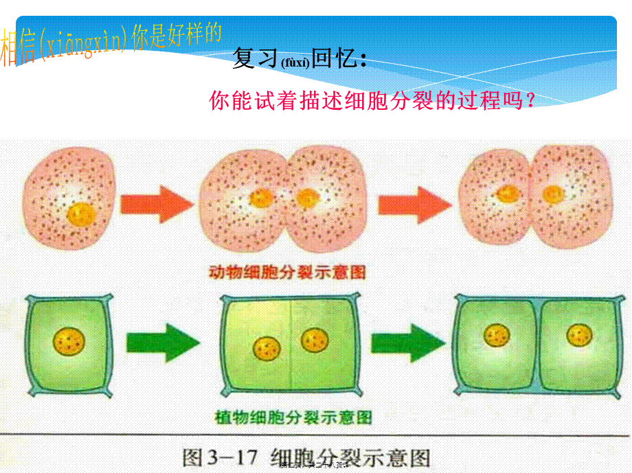 2022年医学专题—第四章第1节细胞分化形成组织(1).ppt_第2页