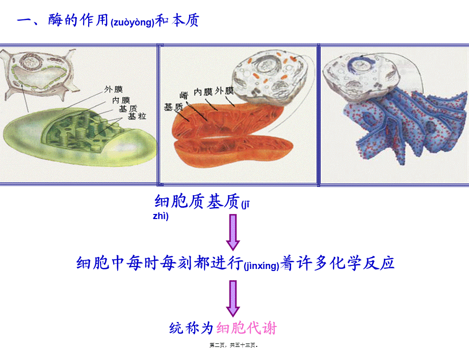 2022年医学专题—复习5-细胞的能量供应和利用(1).ppt_第2页