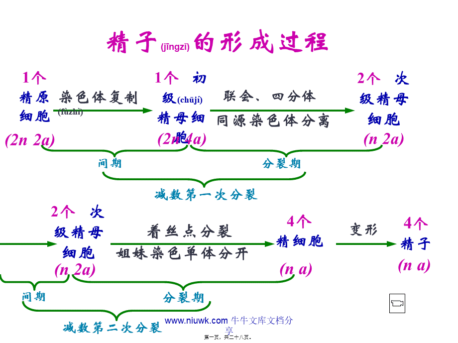 2022年医学专题—减数分裂和生殖细胞的形成(1).pptx_第1页