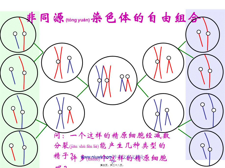 2022年医学专题—减数分裂和生殖细胞的形成(1).pptx_第3页